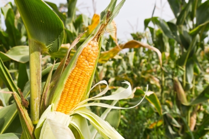 Corn Plant in Field of Corn